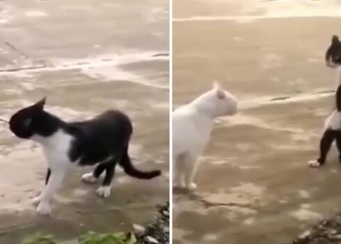 Tā mācēja popa karalis un... tā prot arī šis kaķis.
