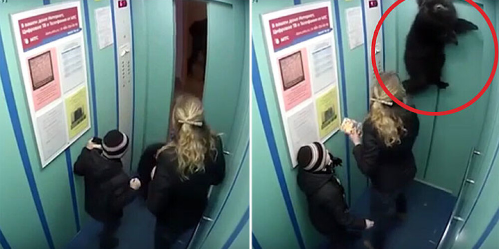 Suns tiek pakārts savā siksnā, kad tā iesprūst lifta durvīs. VIDEO