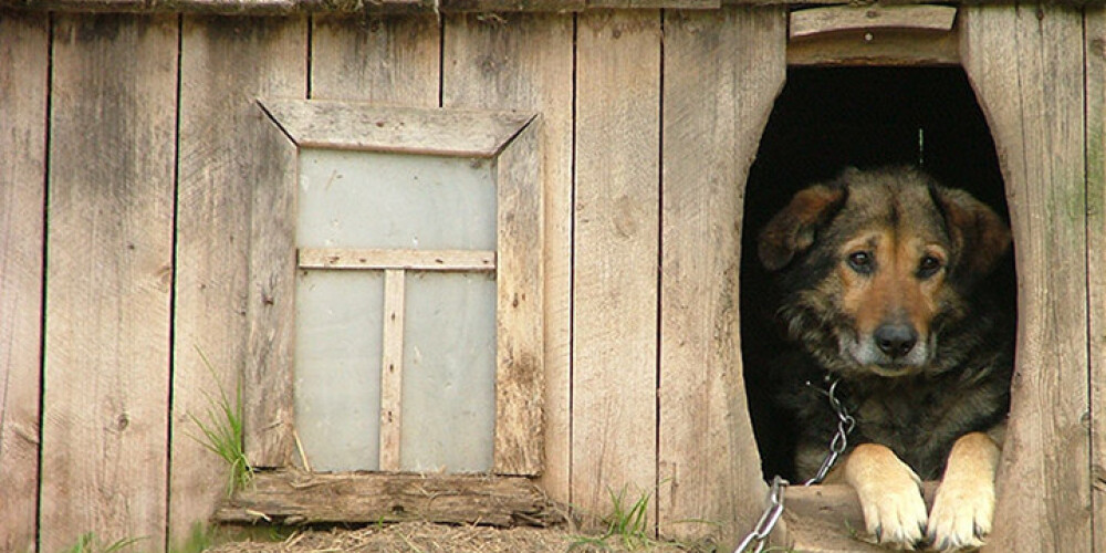 Trikātas pagastā saimniece atstāj ķēdē piesietu suni bez barības un ūdens