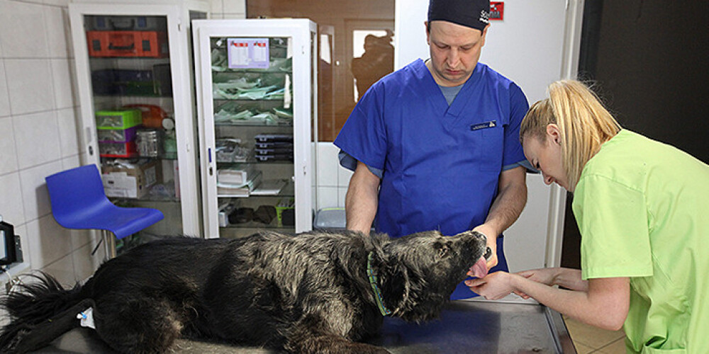 Latvijas veterinārārsti norūpējušies. Nāvējošās slimības skarti varētu būt tūkstoši suņi