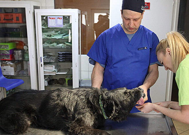 Latvijas veterinārārsti norūpējušies. Nāvējošās slimības skarti varētu būt tūkstoši suņi