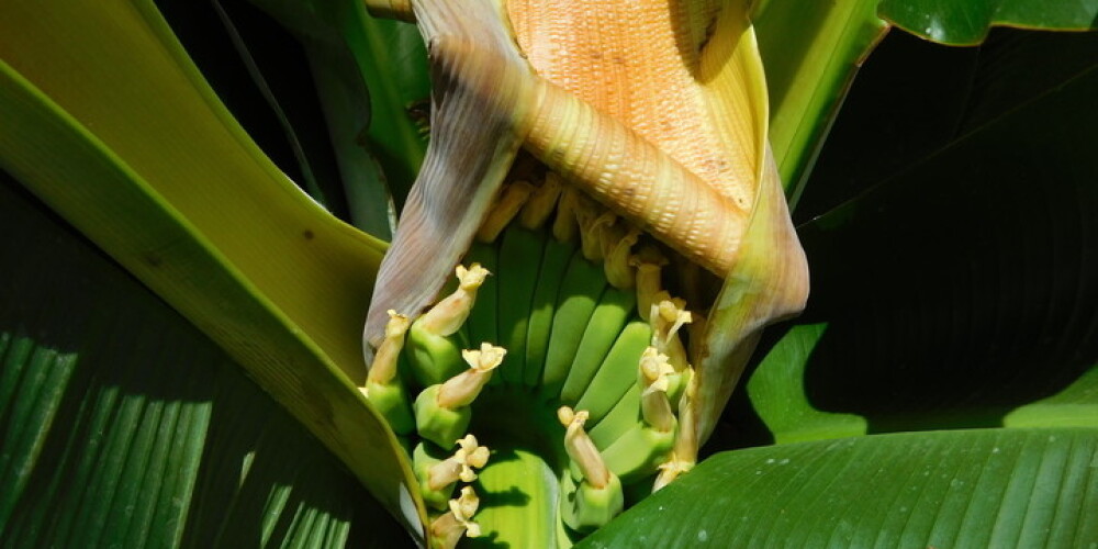 Nacionālajā botāniskajā dārzā pilnos ziedos uzziedējis banāns. FOTO