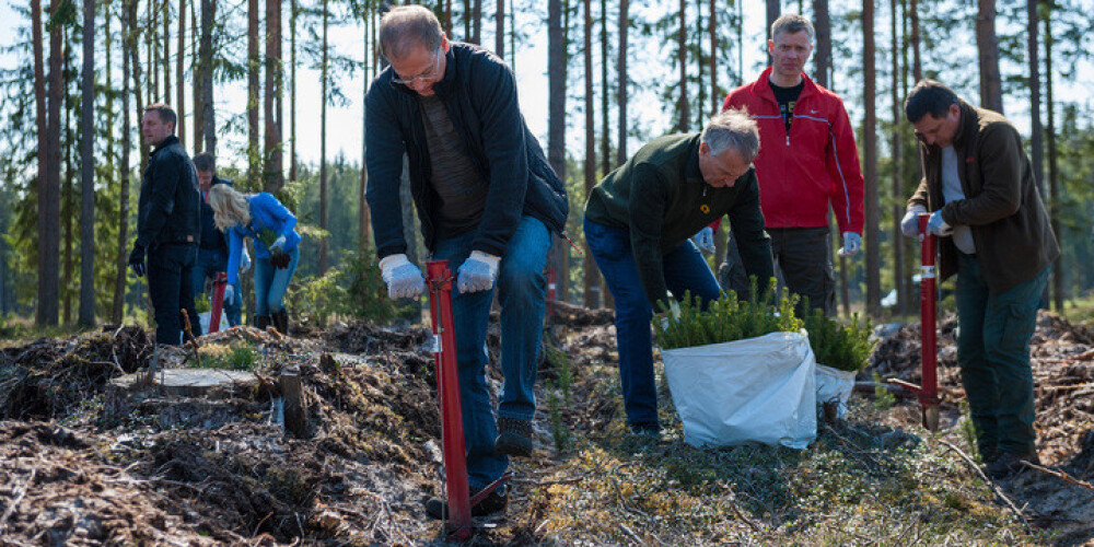 "Rīgas meži" šogad iestādījuši jau gandrīz miljonu jaunu kociņu. FOTO