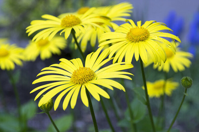 Doroniku uzskata par prieka puķi – tās brīnišķīgi uzlabo noskaņojumu un palīdz pret depresīvu nomāktību.