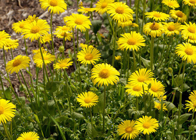 Kā pareizi audzēt skaistās dārza "saulītes" - doronikas