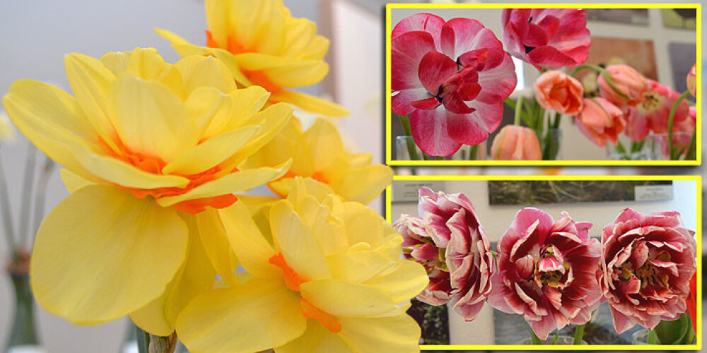 Dabas muzejā uzplaukst pavasara ziedu krāsu un smaržu simfonija. FOTO