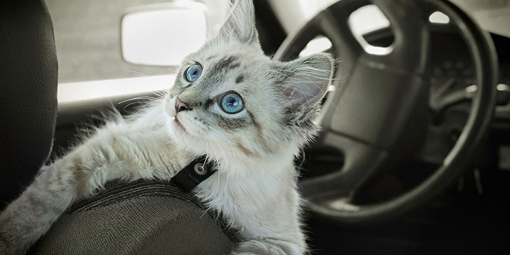 Ķekavā aizdomīgs vīrietis bērniem piedāvājis savā automašīnā aplūkot kaķēnus
