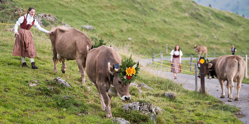 Šveices tiesa liek noņemt govju zvaniņus, kas traucē kaimiņiem