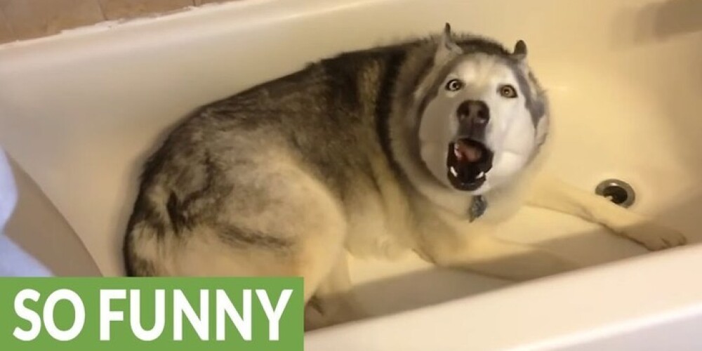 Собака устроила истерику из-за желания поваляться в ванне! ВИДЕО