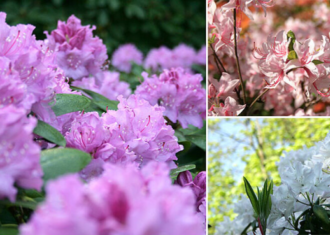 Kā krāsu kupenas Botāniskajā dārzā zied rododendri. FOTO