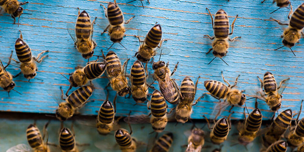 Sievietei stropu aplūkošana beidzas ar 20 bišu dzēlieniem