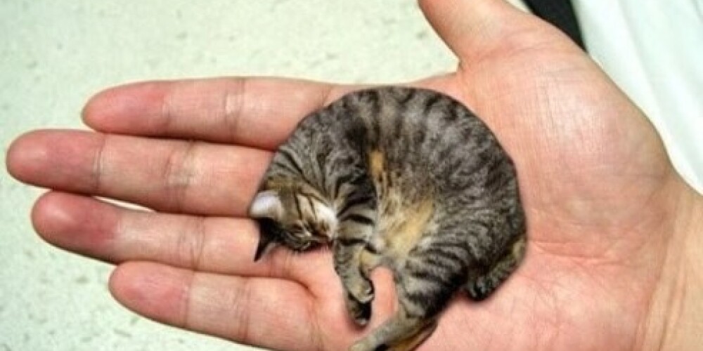Самый крохотный кот в мире помещается на человеческой ладони!