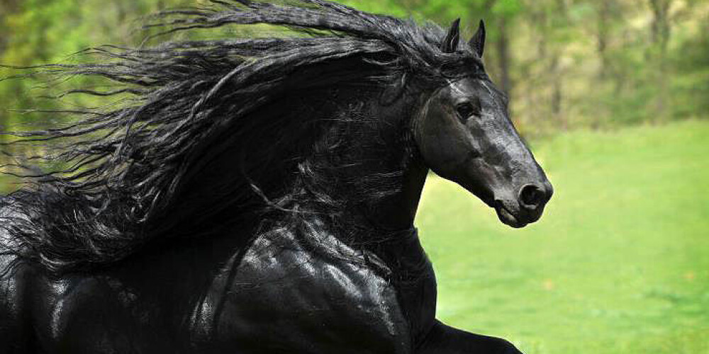 Похоже, это самый красивый конь в мире!