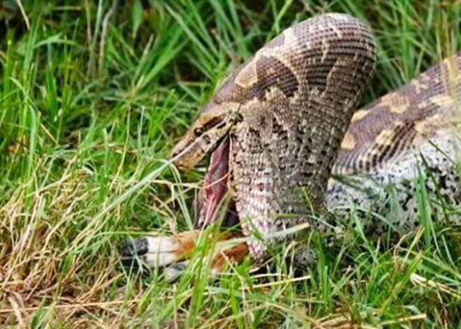 Baiss video, kā pitons aprij veselu antilopes mazuli - un māmiņa bezpalīdzīgi noskatās