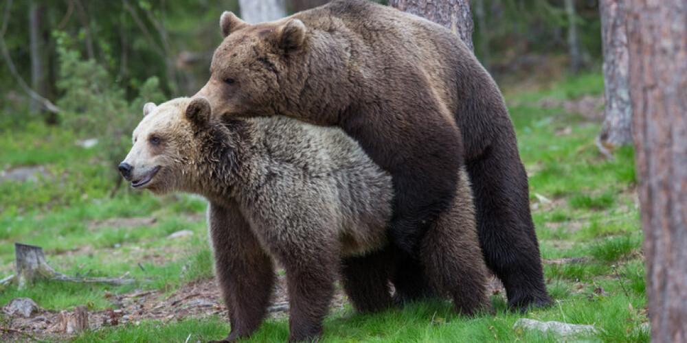 Jelgavas mežos manītais lācis drīz vien dosies uz Sēliju lācenes meklējumos