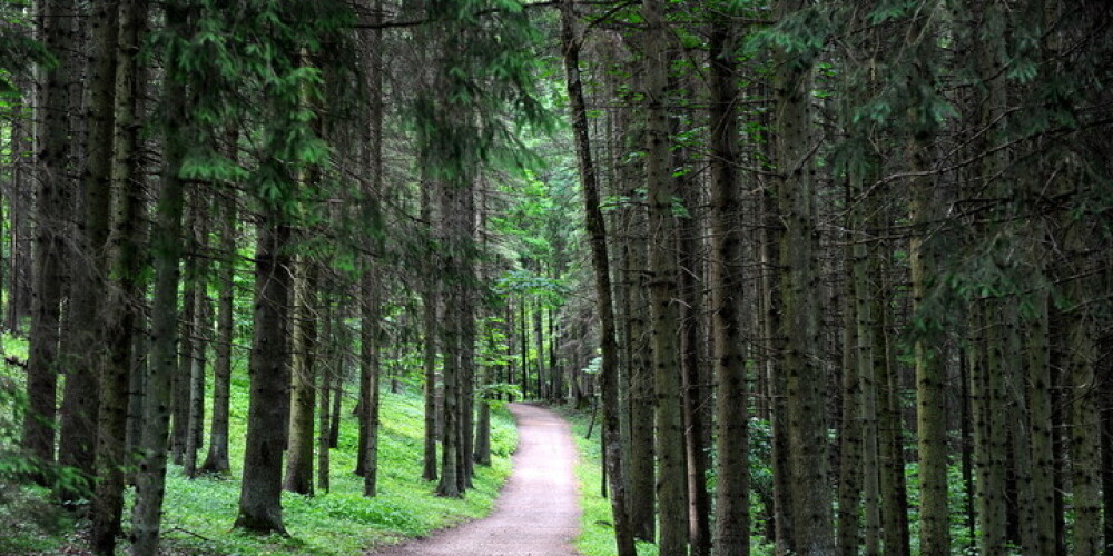 Pērn meža videi Latvijā nodarīti zaudējumi 1,337 miljonu eiro apmērā