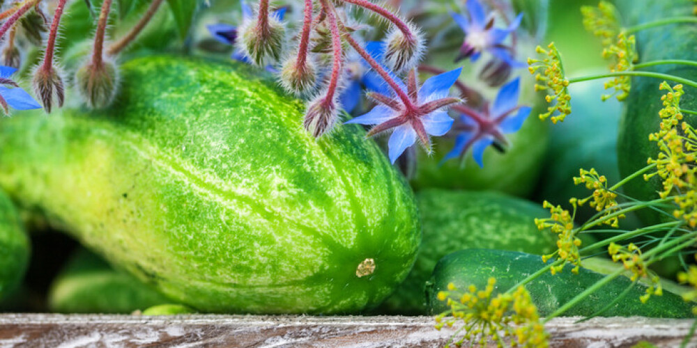 Labsajūtas zāle gurķumētra: veselībai, salātiem un dzērieniem