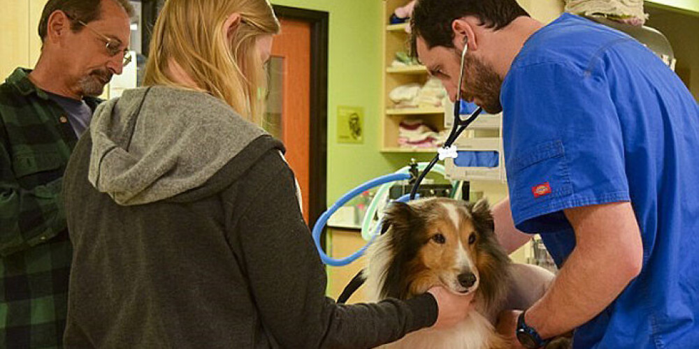 Студент-ветеринар нашел причину болезни собаки за минуту до ее усыпления