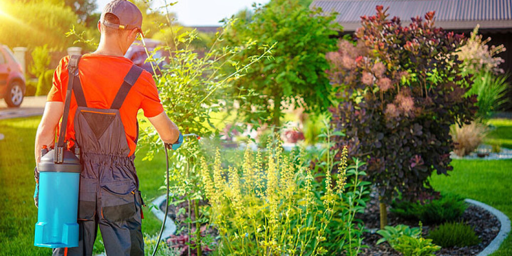 Pirms smidzini dārzā minerālmēslus – padomā! Pesticīdi posta mūsu veselību