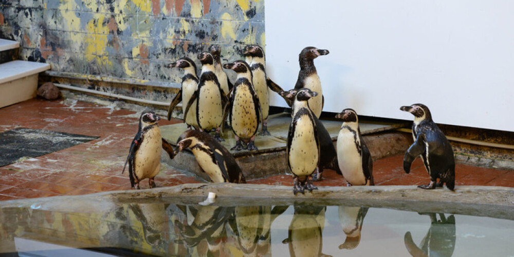 Rīgas Zoodārzā trīs mēnešus ciemosies 14 Humbolta pingvīni