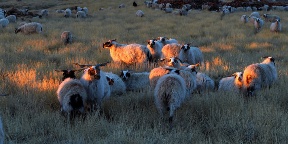 Наевшаяся каннабиса отара овец учинила дебош в британской деревне. ВИДЕО