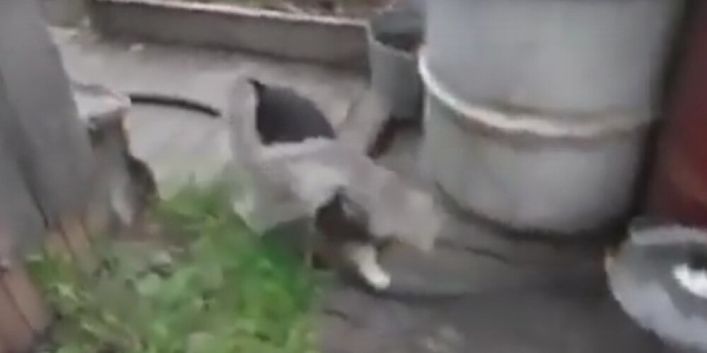 Krievijā nofilmēts, kā suns parūpējas par kaķi, kurš esot galīgā ķitē. VIDEO