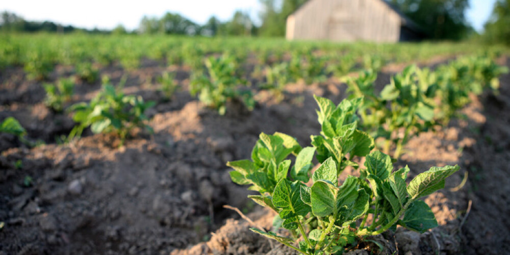 Silto laika apstākļu dēļ Latvijā kartupeļu stādījumos ir izplatījies kartupeļu lapgrauzis