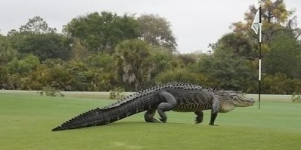 Гигантский аллигатор напугал гольфистов во Флориде. ВИДЕО