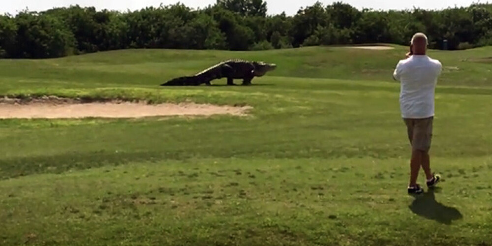 Trilleris golfa laukumā. Gigantisks aligators izjauc spēli. VIDEO