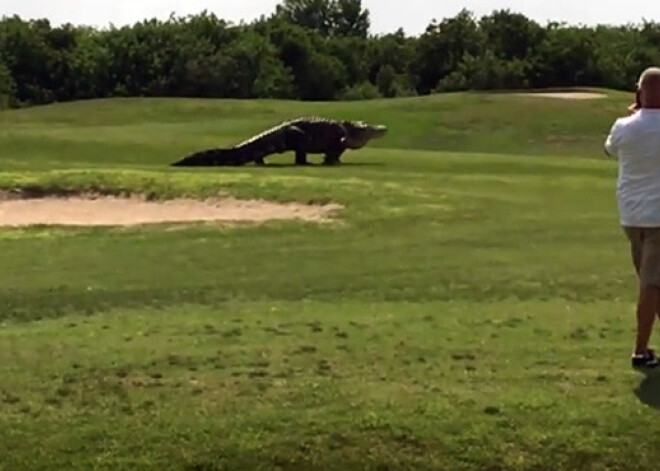 Trilleris golfa laukumā. Gigantisks aligators izjauc spēli. VIDEO