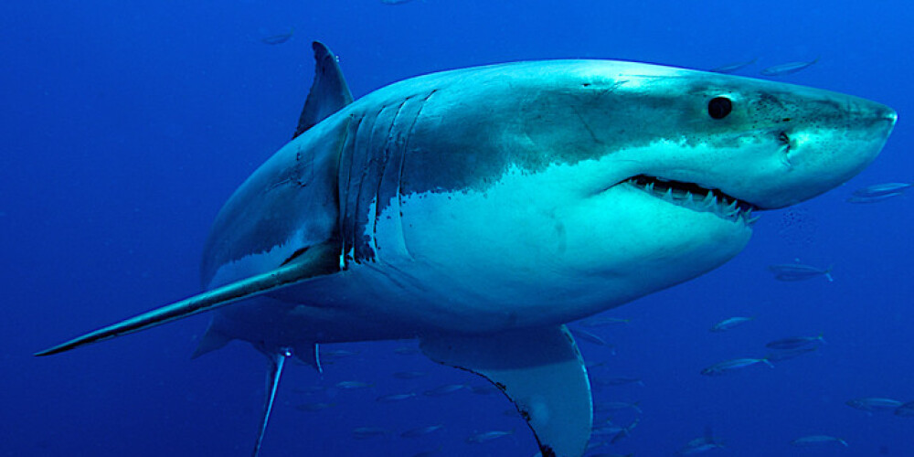 Trīsmetrīga lielā baltā haizivs atņem dzīvību 60 gadus vecai nirējai Pērtā