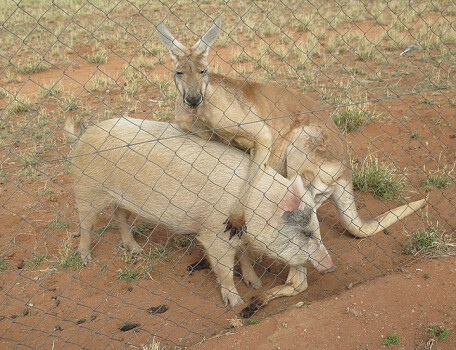 Әуесқойлық орыс порно видео