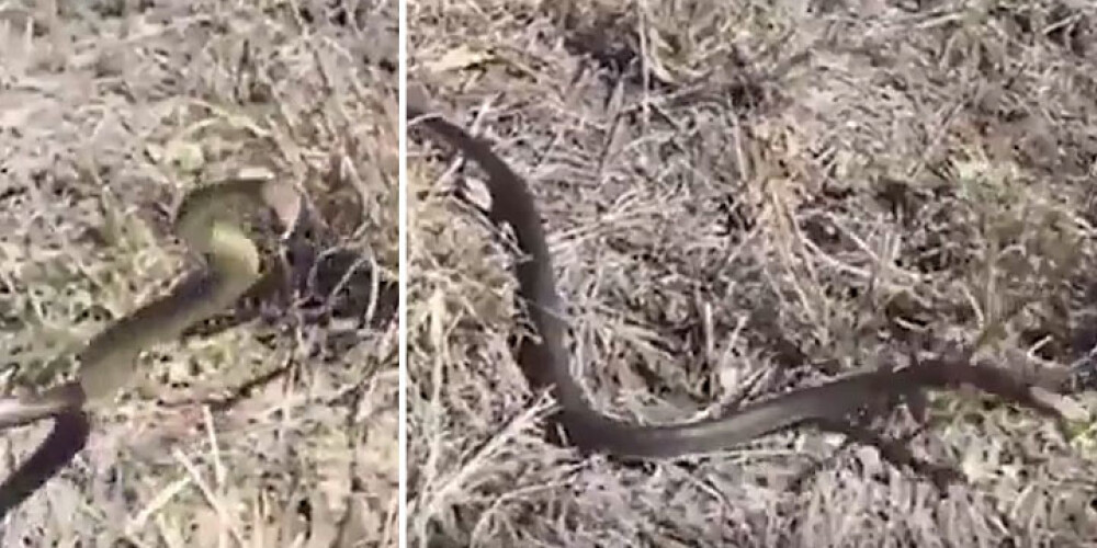 Lūk, kāpēc nekad nevajadzētu čūskai tuvoties ar kameru. VIDEO