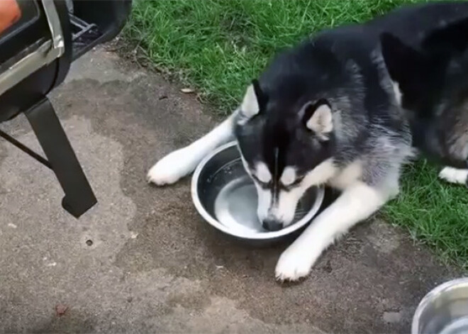 Haskijs izklaidējas un pūš burbuļus savā ūdens bļodā. VIDEO