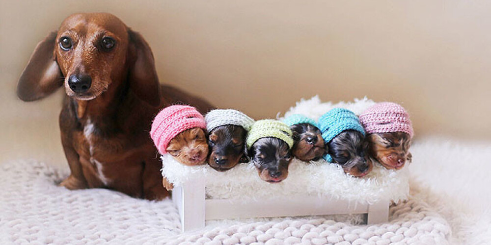 Гордая такса позирует со своими новорожденными щенками