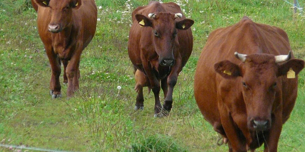 Brūnaļas izmirst – palikušas tikai 140 Latvijas brūnās govis. VIDEO