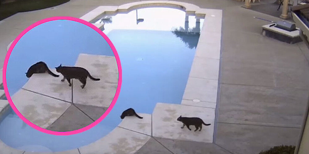 Nešpetns kaķis pie baseina izjoko sugasbrāli. VIDEO