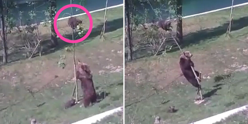 Lāču mamma triec lejā no koka savu mazo lācēnu. VIDEO