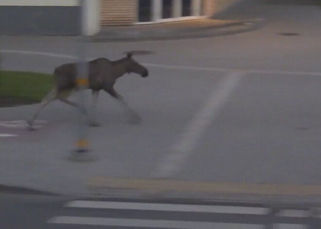 Trešdien un ceturtdien Jelgavas īstais saimnieks bija alnis. Lielajam meža dzīvniekam ceļu deva gan kājāmgājēji, gan autobraucēji.