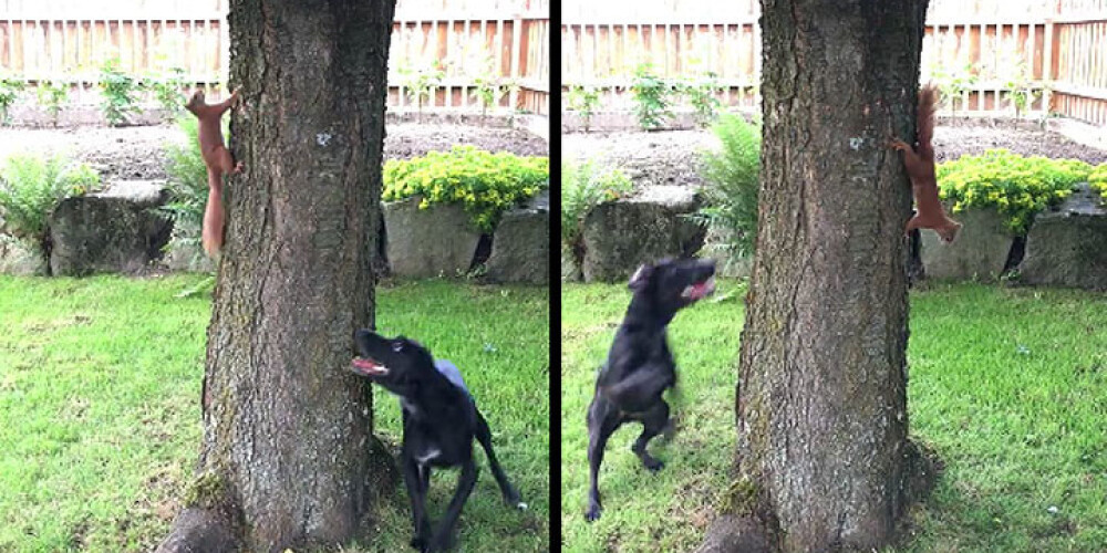 Draiska vāvere ķircina suni, un viņam tas patīk. VIDEO