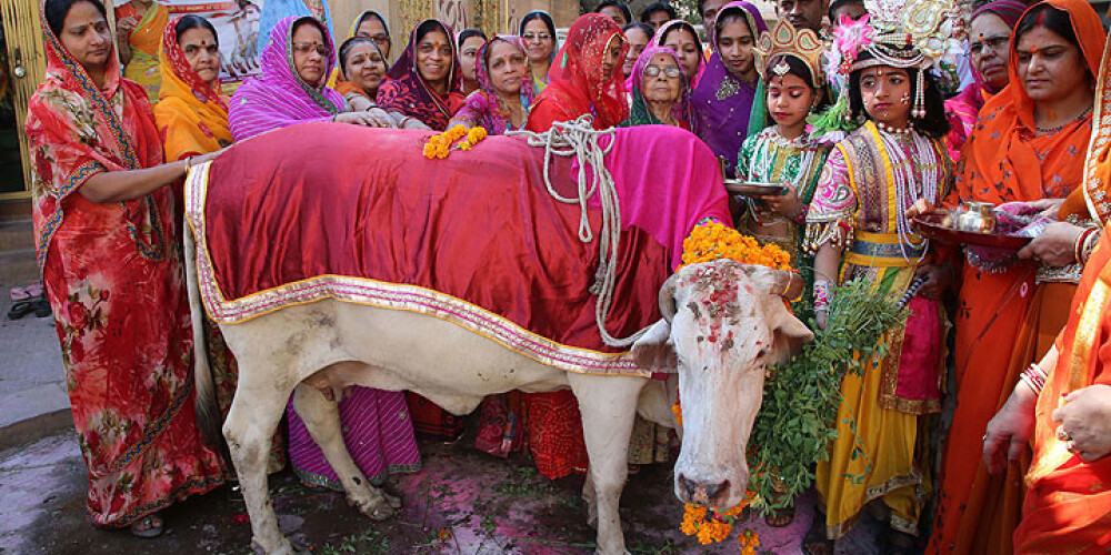 Indijā grasās izveidot govju ministriju