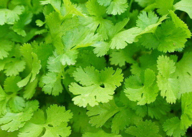Garšvielu ābece. Kas ir veselīgā blakšu zāle – zaļais koriandrs jeb kinza