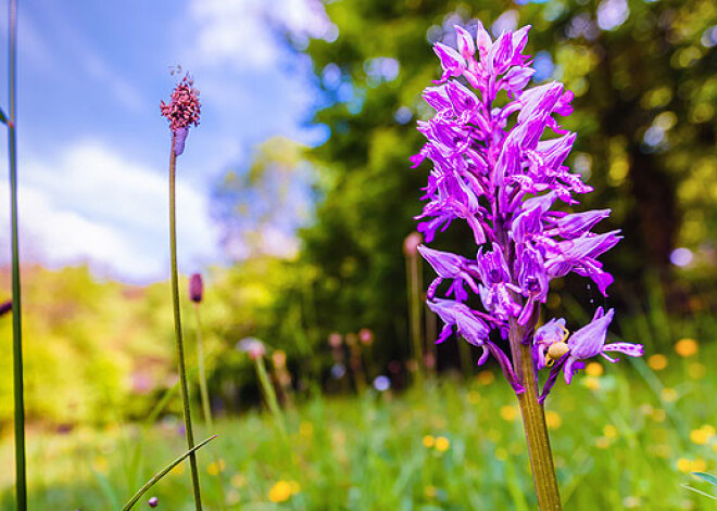 Jāņu vainagos nepiniet ŠOS retos un indīgos augus! INFOGRAFIKA