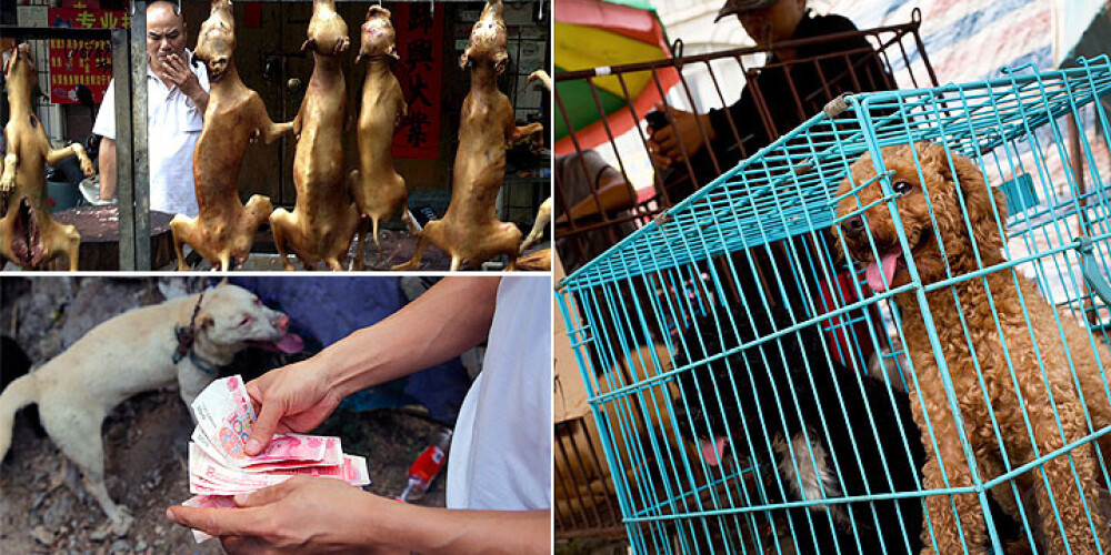 Ķīnā sākas suņu gaļas ēšanas festivāls. Brīdinām, nepatīkami FOTO
