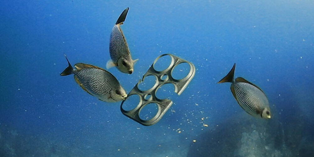 Skarbs fakts: zivis jūrā pieradušas ēst plastmasu