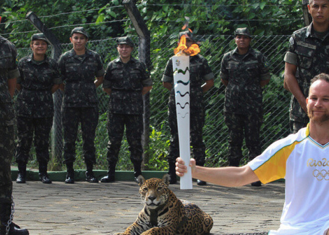 Nošauj jaguāru Žumu, kurš piedalījās olimpiskās lāpas stafetes ceremonijā