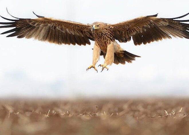 Latvijā pirmo reizi novērots karaliskais ērglis. FOTO