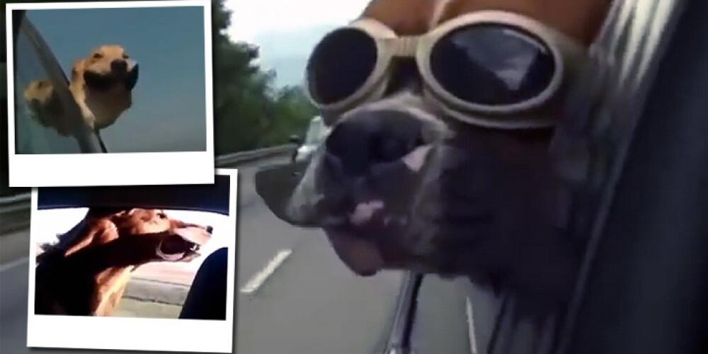Kad suņi traucas ar auto un vējš rotaļājas viņu lūpās. VIDEO