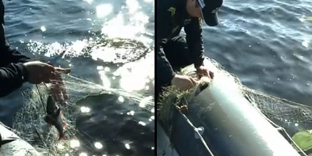 Policisti no maluzvejnieku nagiem Buļļupē izglābj 32 zivis. VIDEO