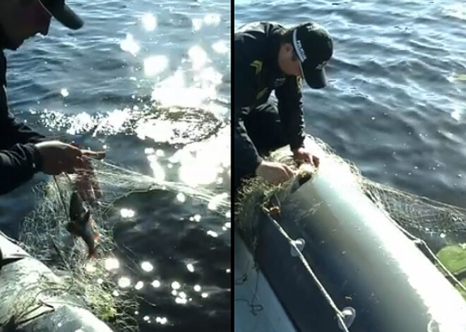 Policisti no maluzvejnieku nagiem Buļļupē izglābj 32 zivis. VIDEO